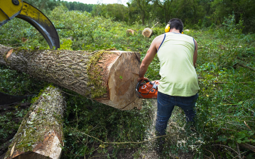 Exploitant forestier à Arras : bénéficiez des prestations de notre entreprise familiale !